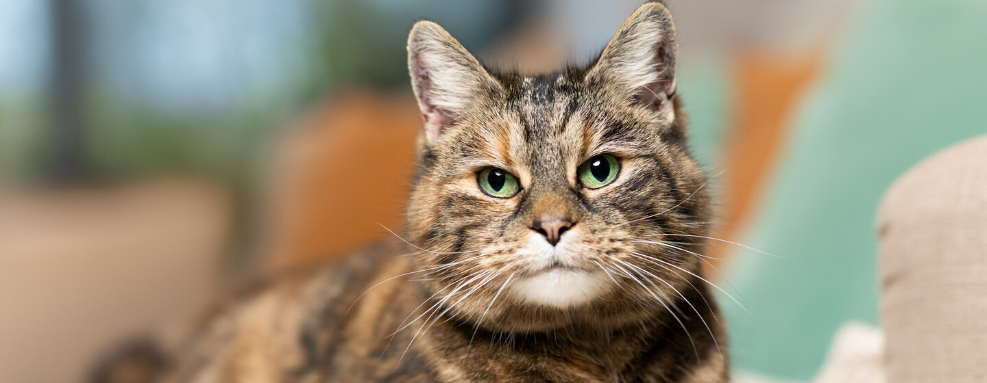 Cat with shop tortoiseshell coat